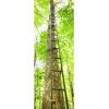 Guide Gear Climbing Ladder for Tree Stands, Climbing Equipment for Deer Hunting, 20’