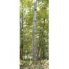 Guide Gear 20′ Wide Maxi Tree Stand Ladder Climbing Equipment for Hunting Gear and Accessories