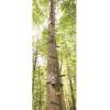 Guide Gear Climbing Stick Ladder for Tree Stands, Climbing Equipment for Deer Hunting, 25’